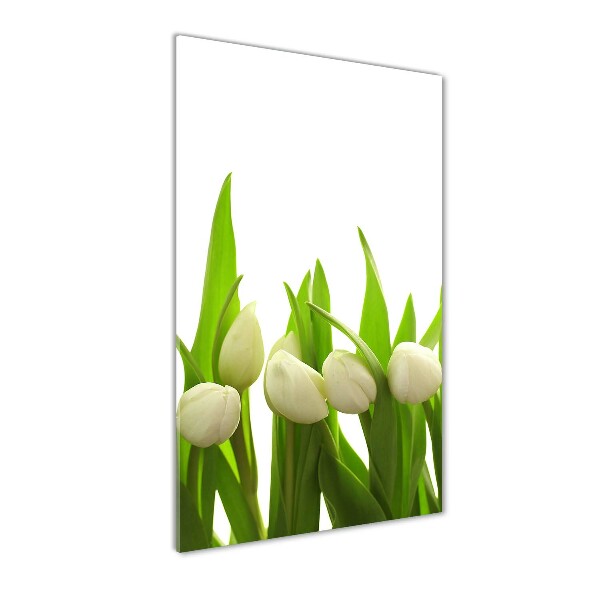 Tulipes blanches