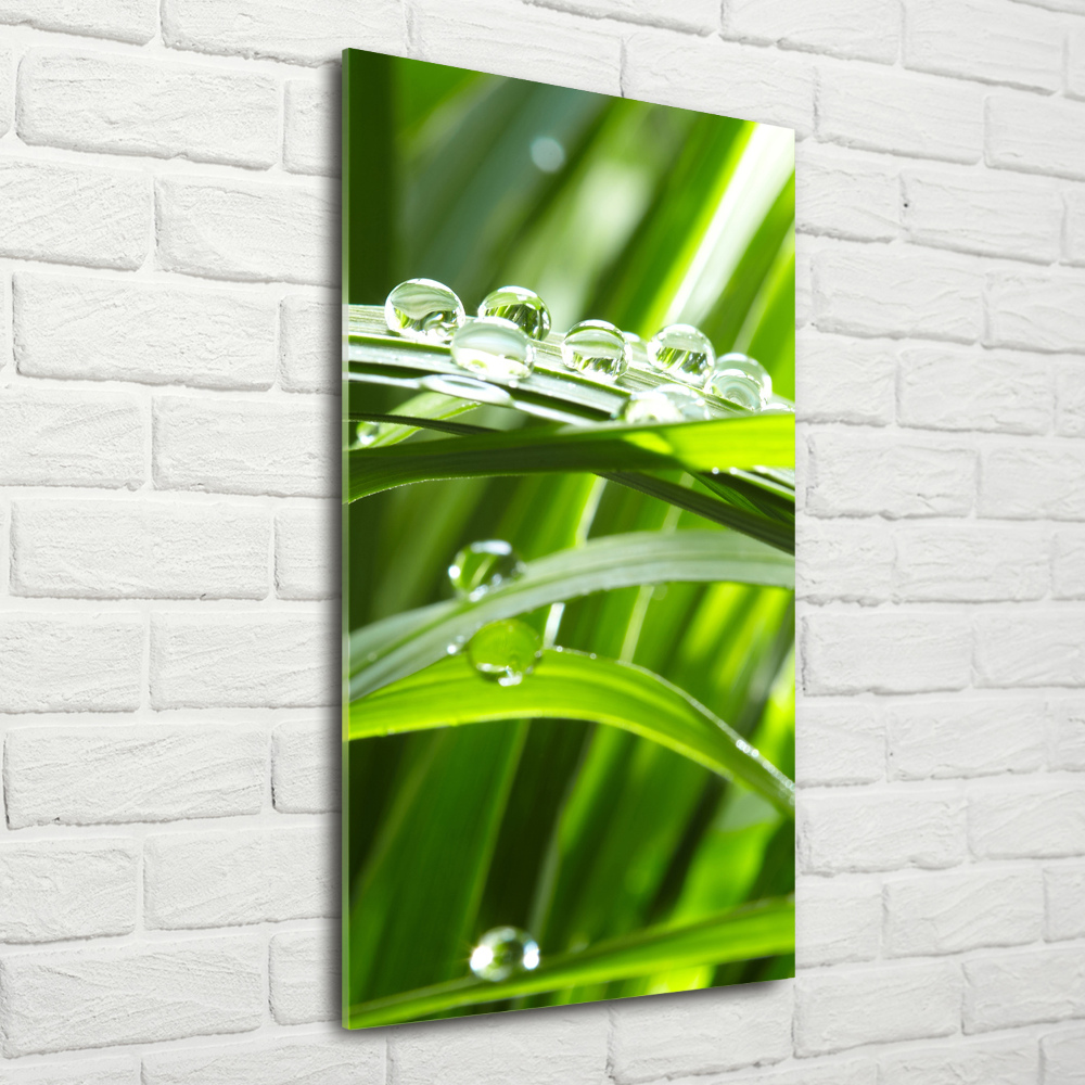 Tableau en acrylique Tiges d'herbe verte