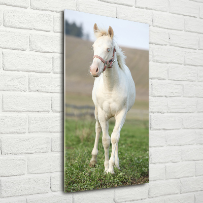 Tableau sur verre acrylique Cheval albinos