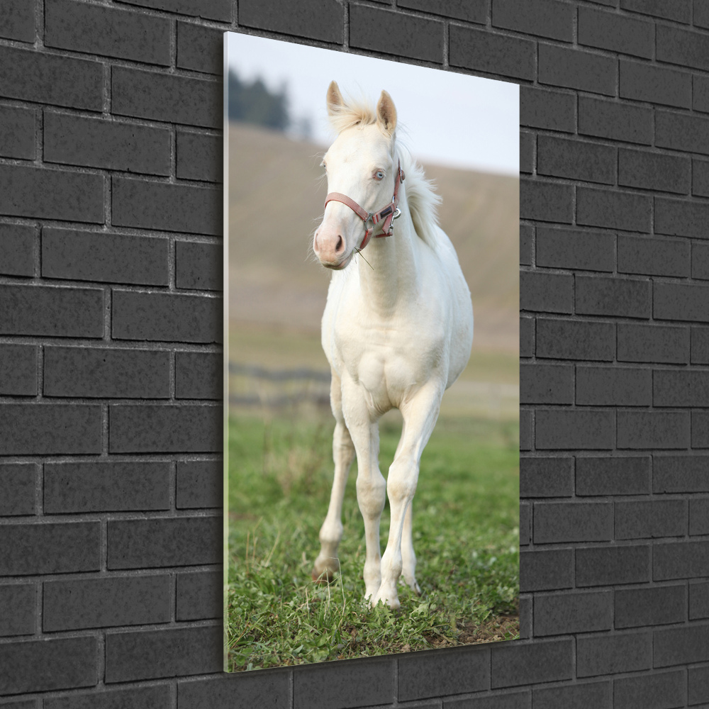 Tableau sur verre acrylique Cheval albinos