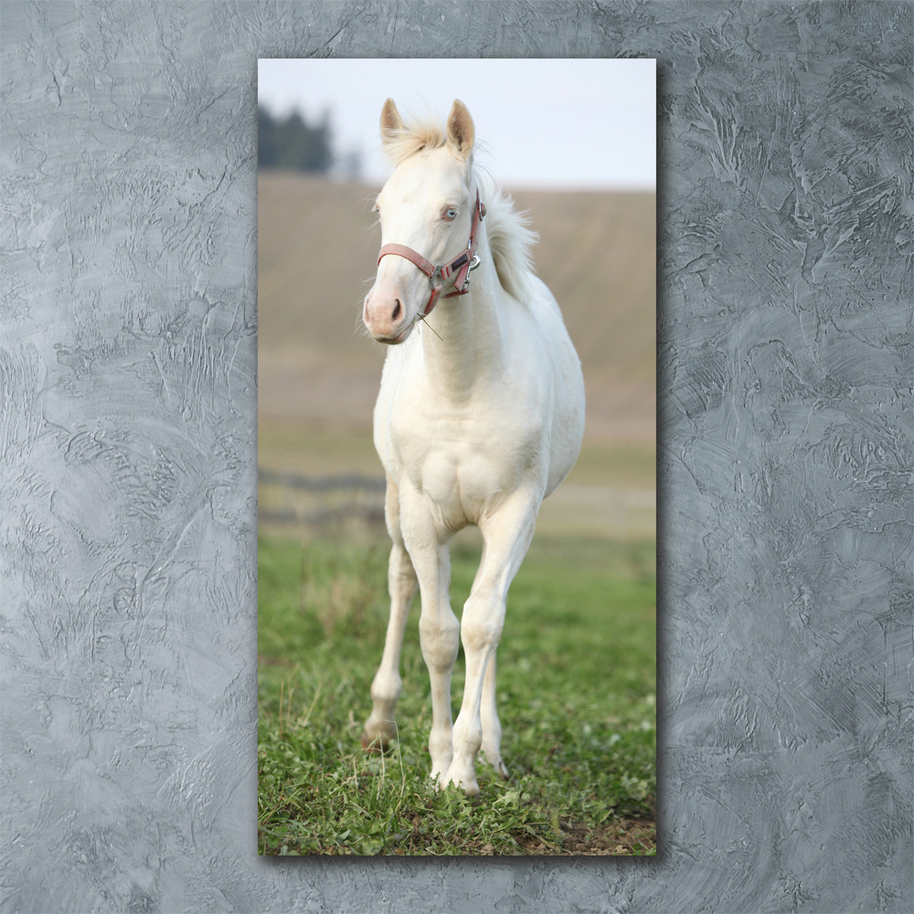 Tableau sur verre acrylique Cheval albinos