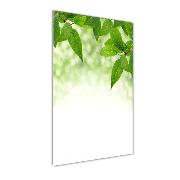 Feuilles vertes