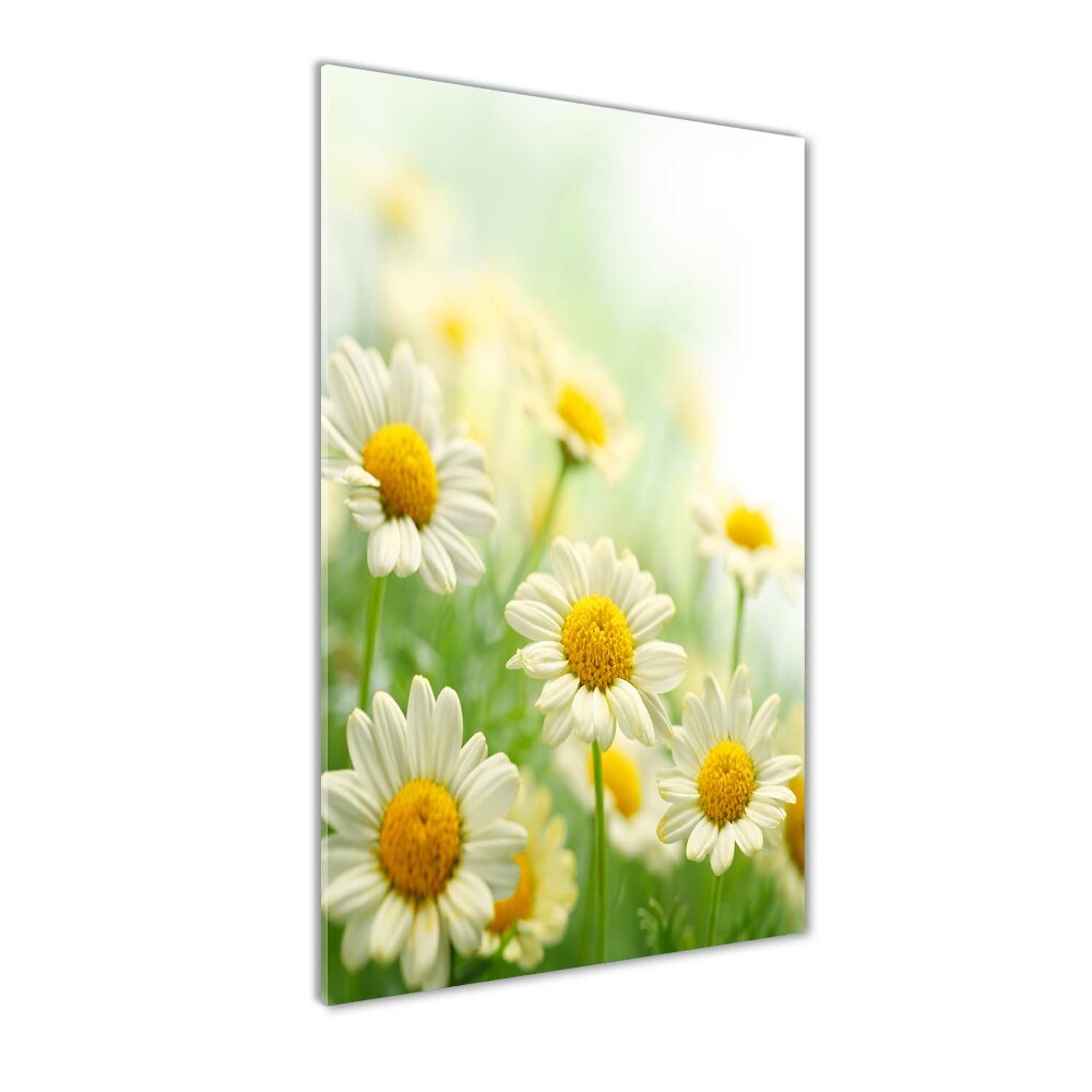 Tableau acrylique Marguerites