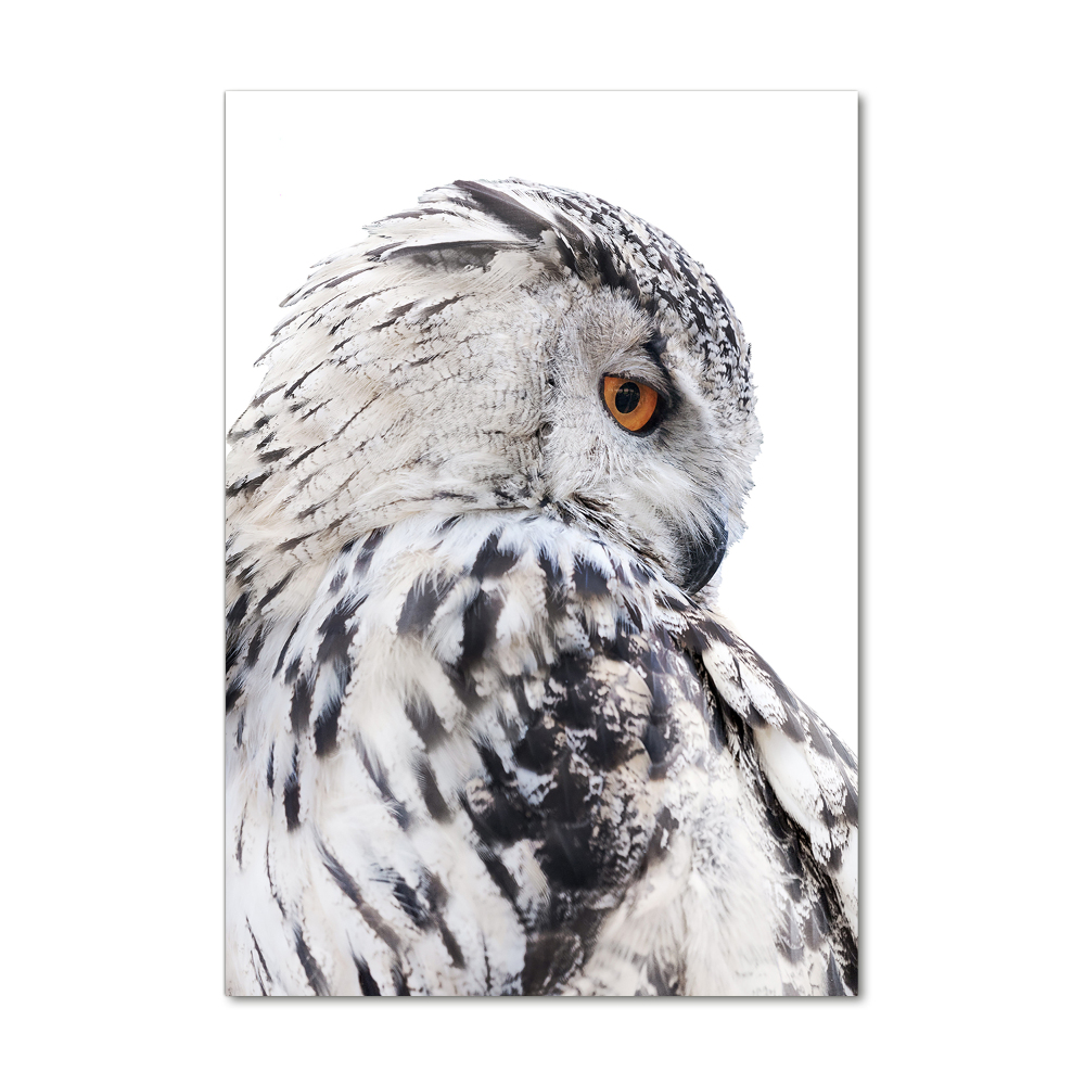 Tableau verre acrylique Hibou blanc