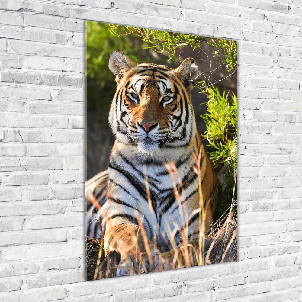 Tableau verre acrylique Tigre