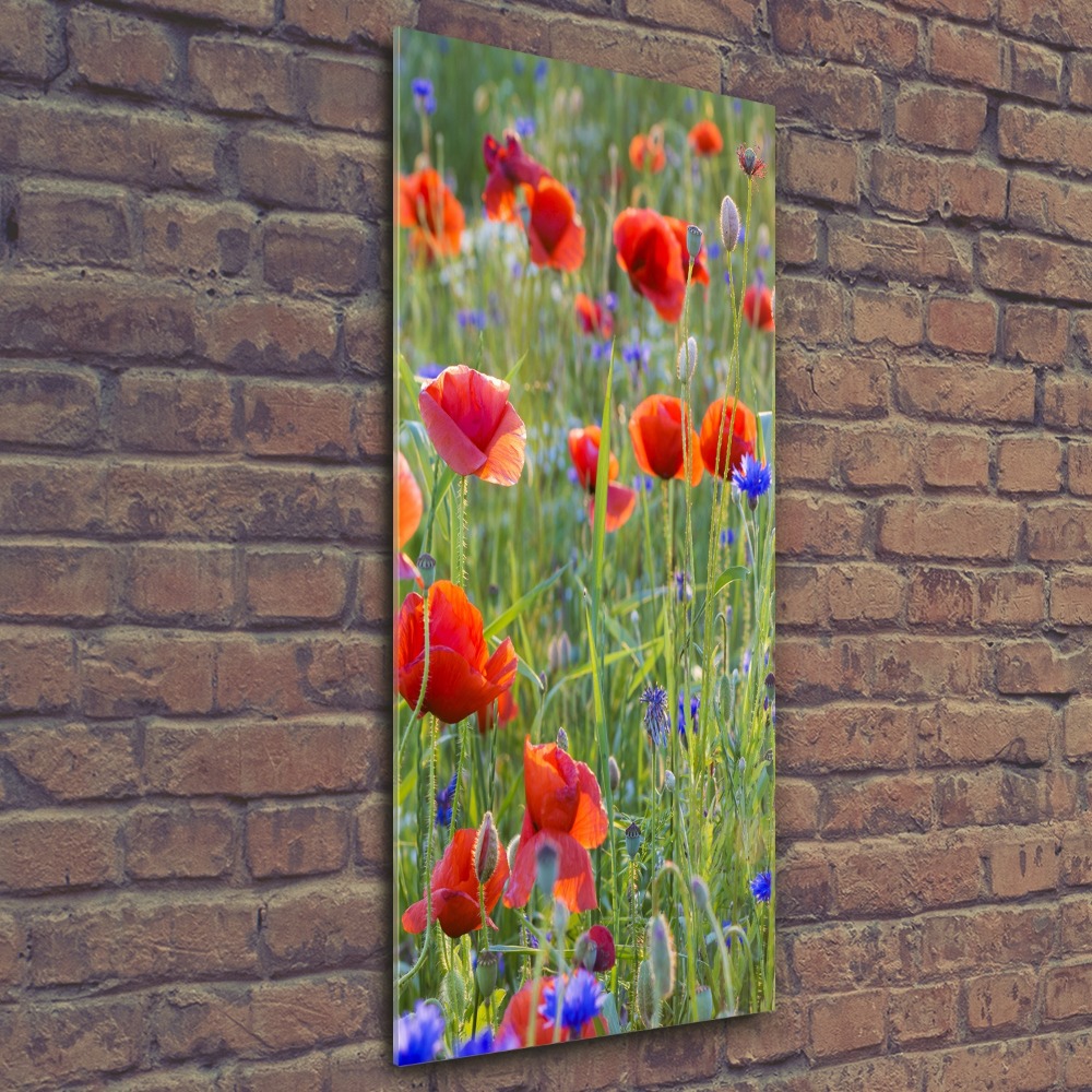 Tableau sur verre acrylique Fleurs de coquelicots rouges