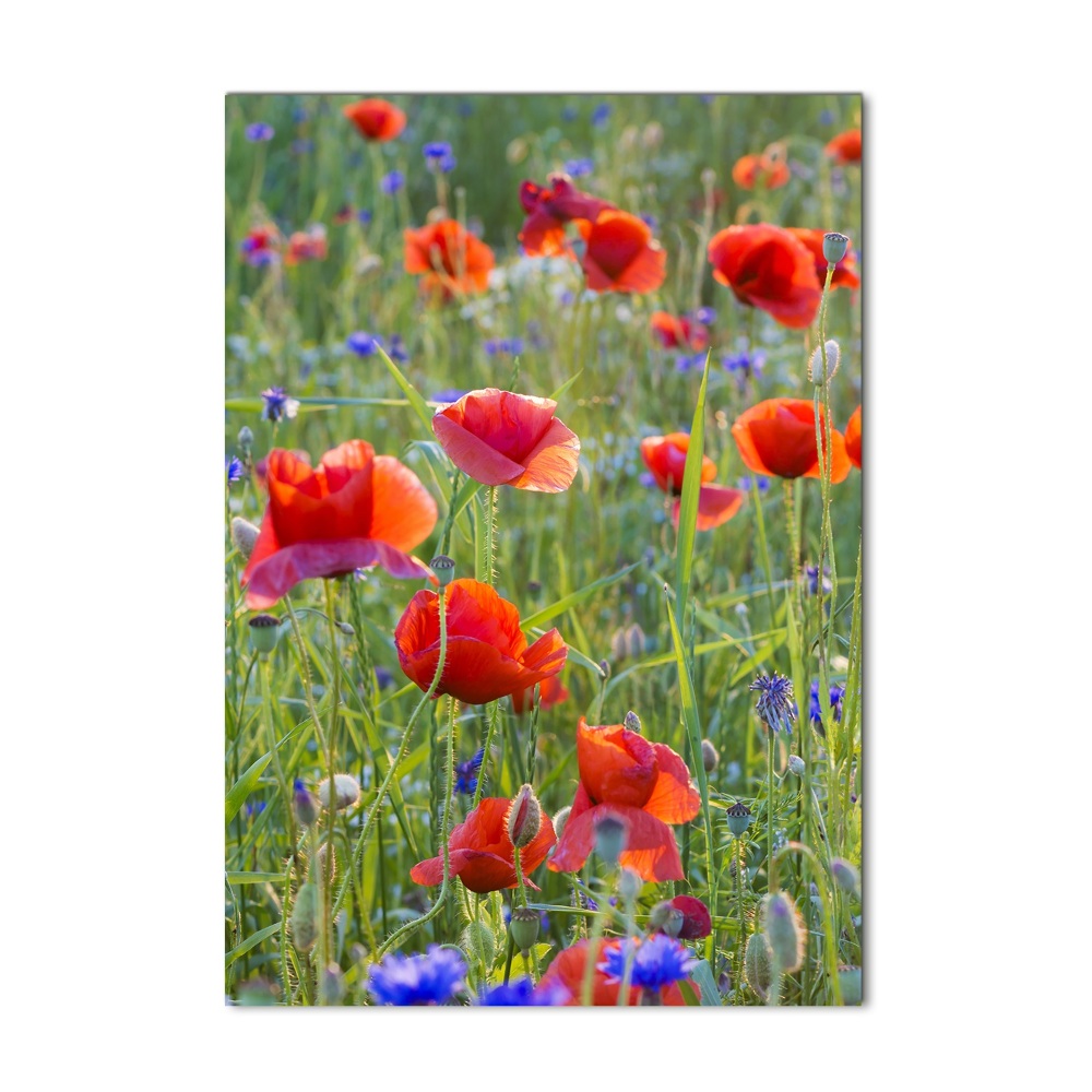 Tableau sur verre acrylique Fleurs de coquelicots rouges