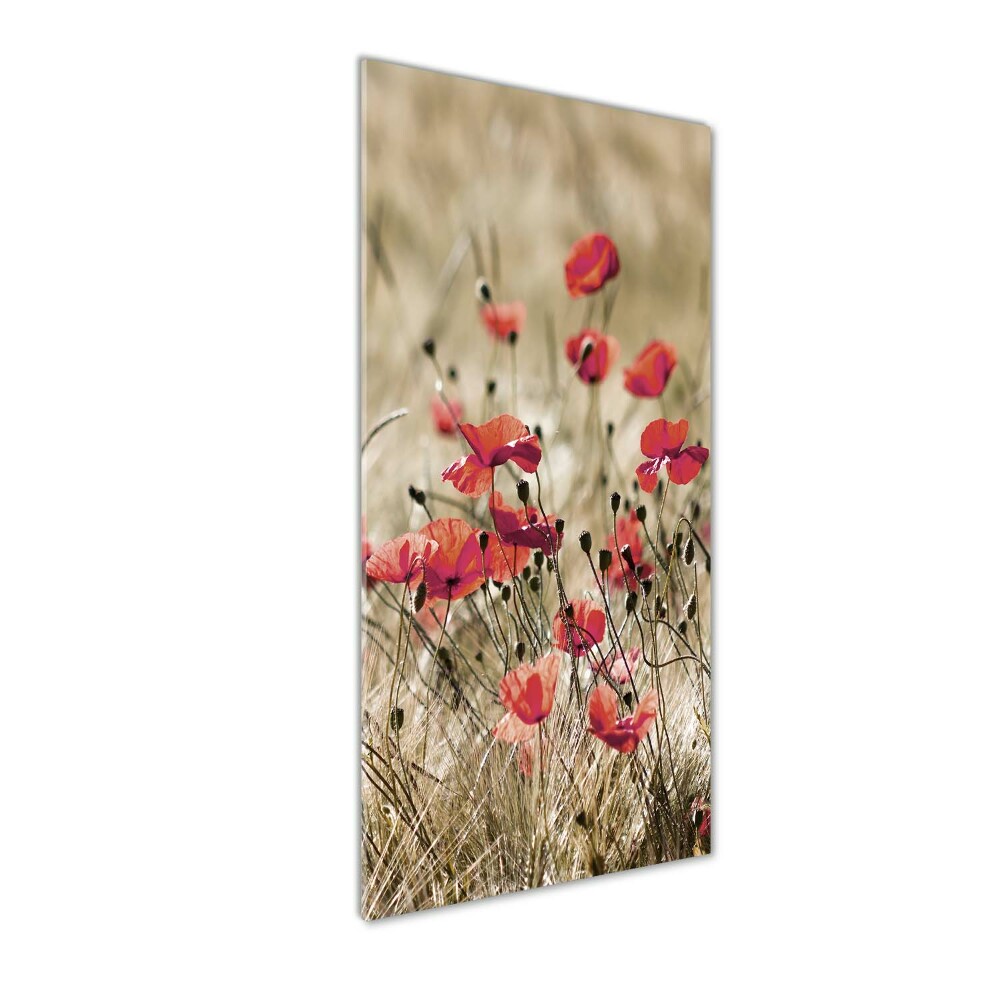 Tableau verre acrylique Fleurs des champs coquelicots rouges