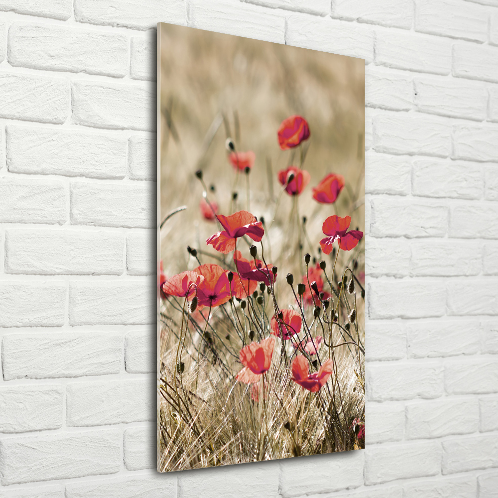 Tableau verre acrylique Fleurs des champs coquelicots rouges