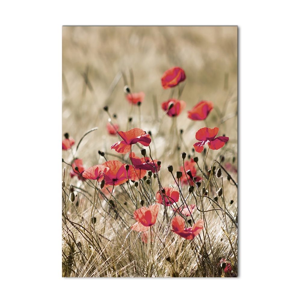 Tableau verre acrylique Fleurs des champs coquelicots rouges