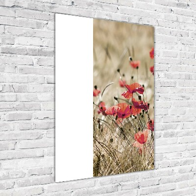 Tableau verre acrylique Fleurs des champs coquelicots rouges