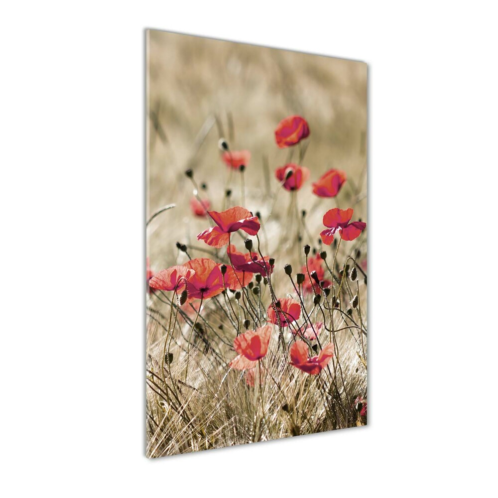 Tableau verre acrylique Fleurs des champs coquelicots rouges