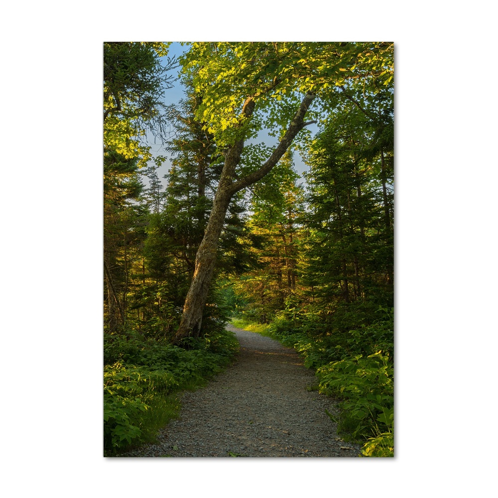 Tableau sur verre acrylique Un chemin dans la forêt