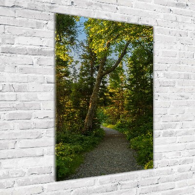 Tableau sur verre acrylique Un chemin dans la forêt