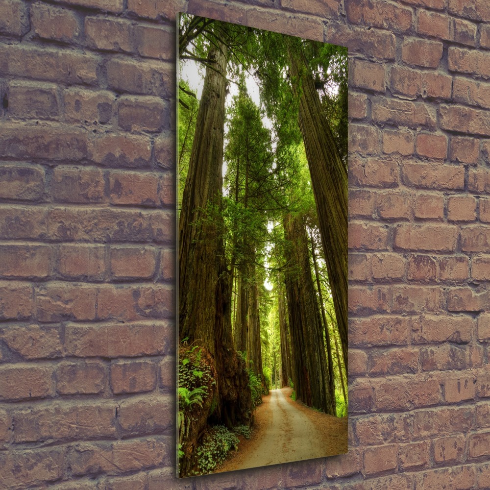 Tableau en acrylique Chemin dans la forêt