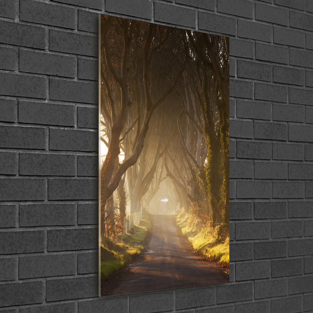 Tableau verre acrylique Un chemin dans la forêt