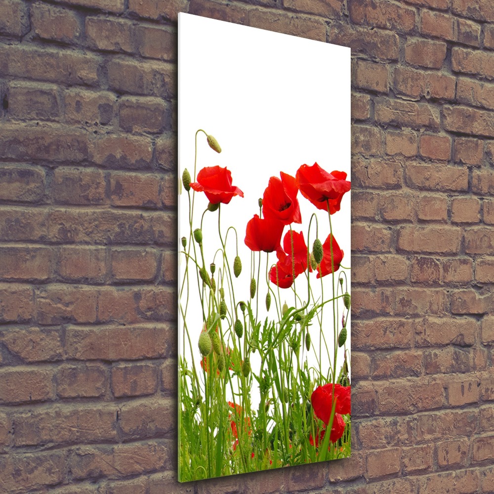 Tableau en acrylique Coquelicots des champs