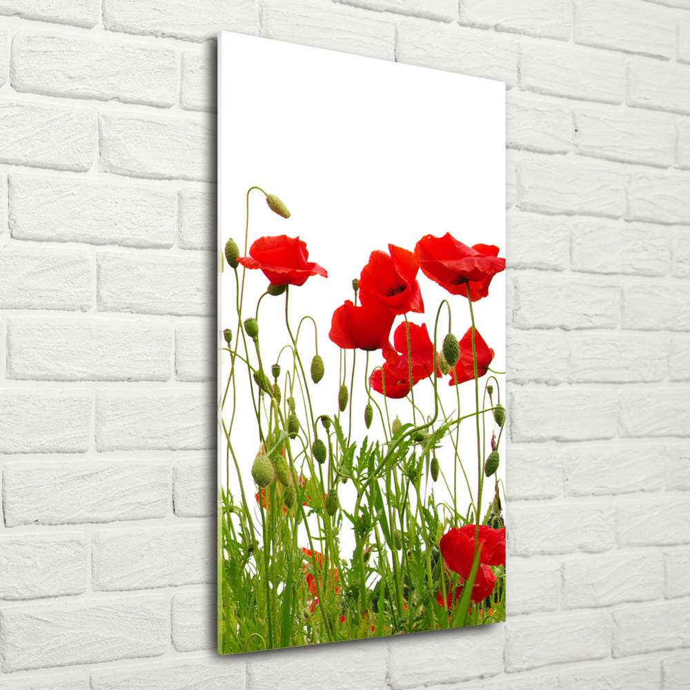 Tableau en acrylique Coquelicots des champs