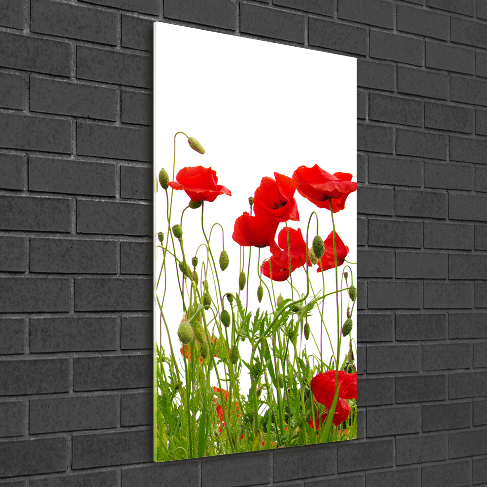 Tableau en acrylique Coquelicots des champs