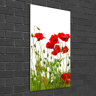 Tableau en acrylique Coquelicots des champs