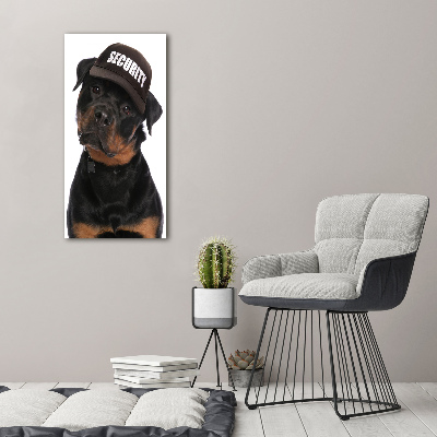 Tableau en acrylique Rottweiler en casquette