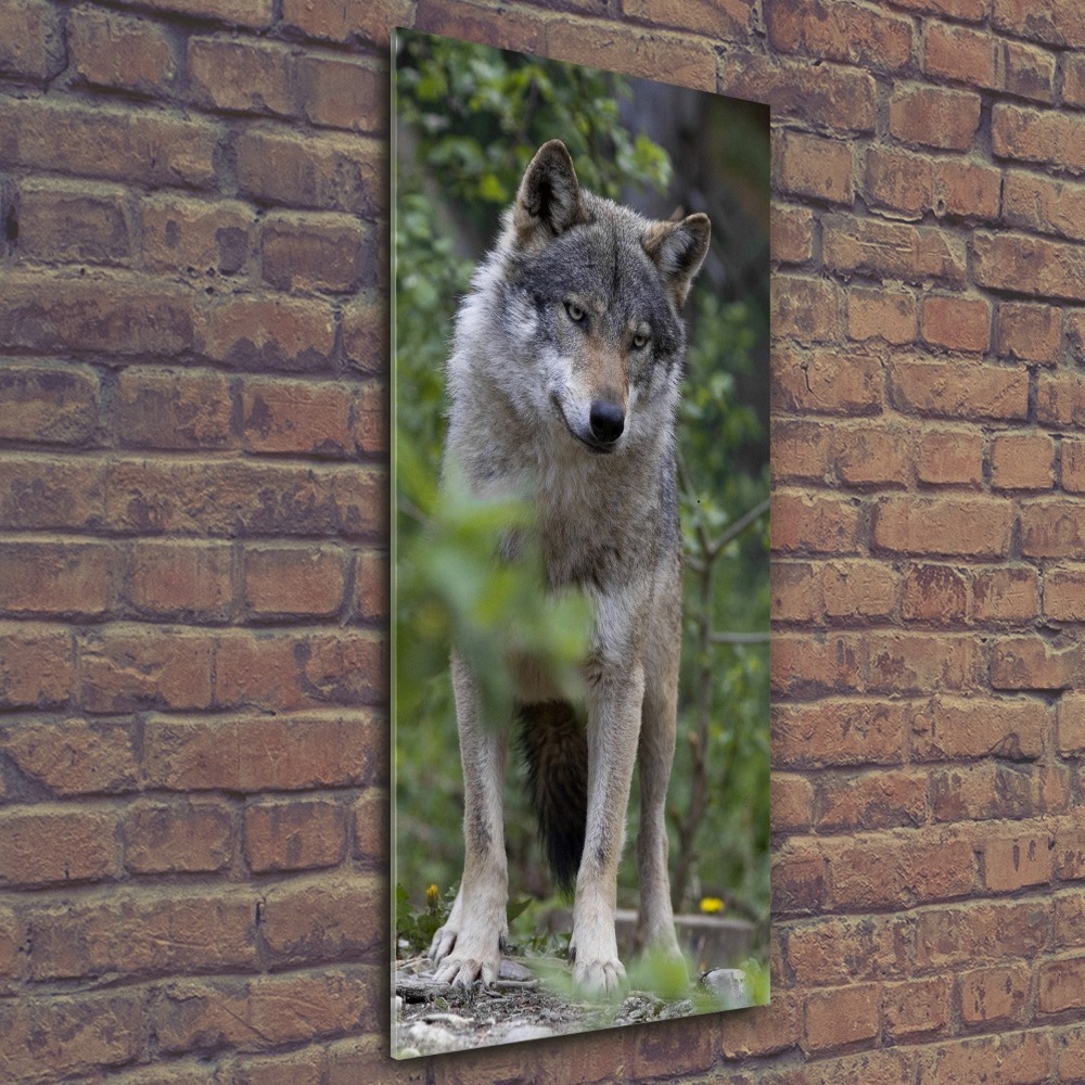 Tableau verre acrylique Loup dans la forêt