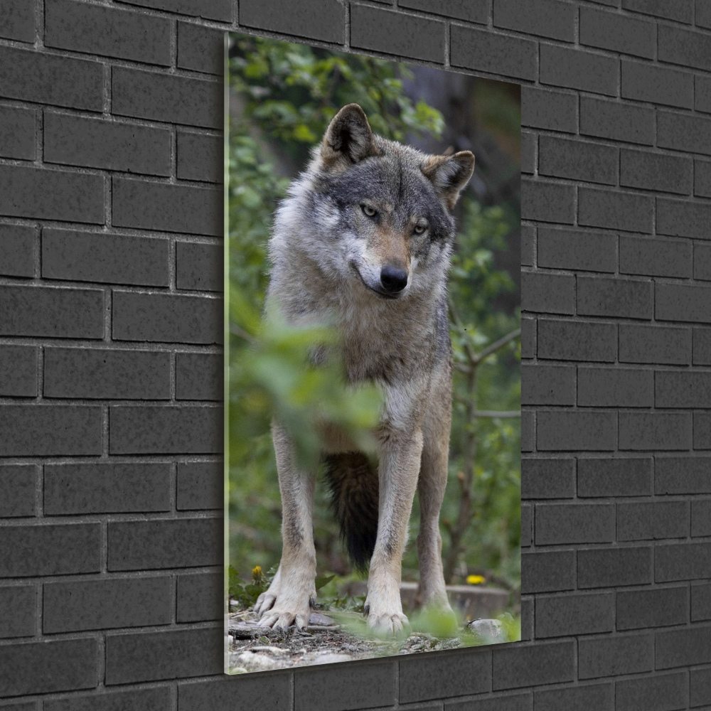 Tableau verre acrylique Loup dans la forêt