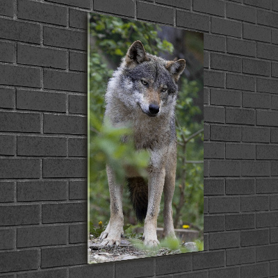 Tableau verre acrylique Loup dans la forêt