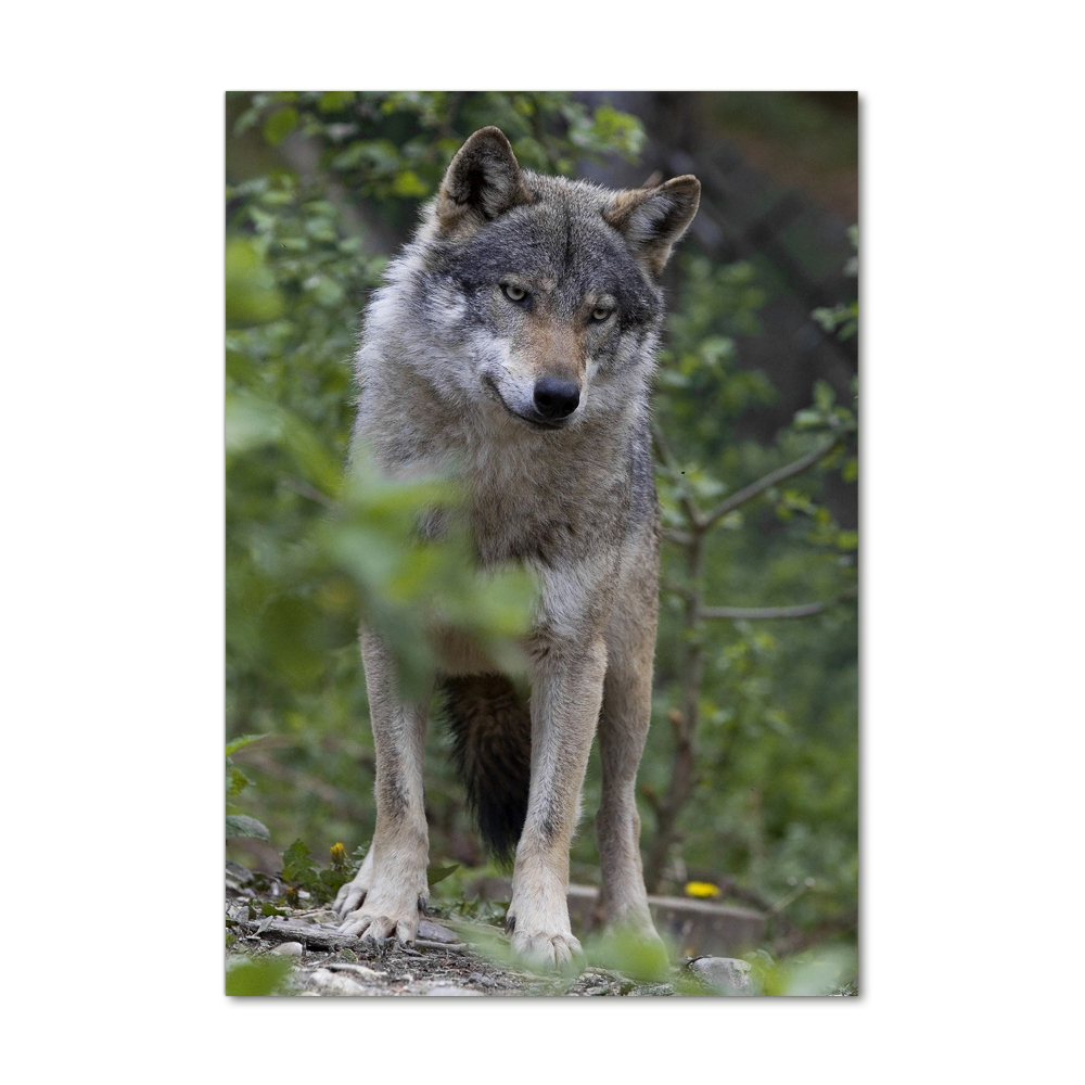 Tableau verre acrylique Loup dans la forêt