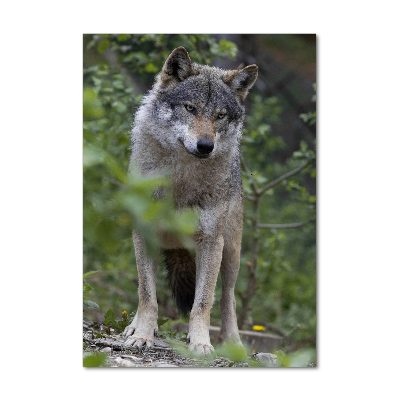 Tableau verre acrylique Loup dans la forêt