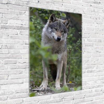 Tableau verre acrylique Loup dans la forêt