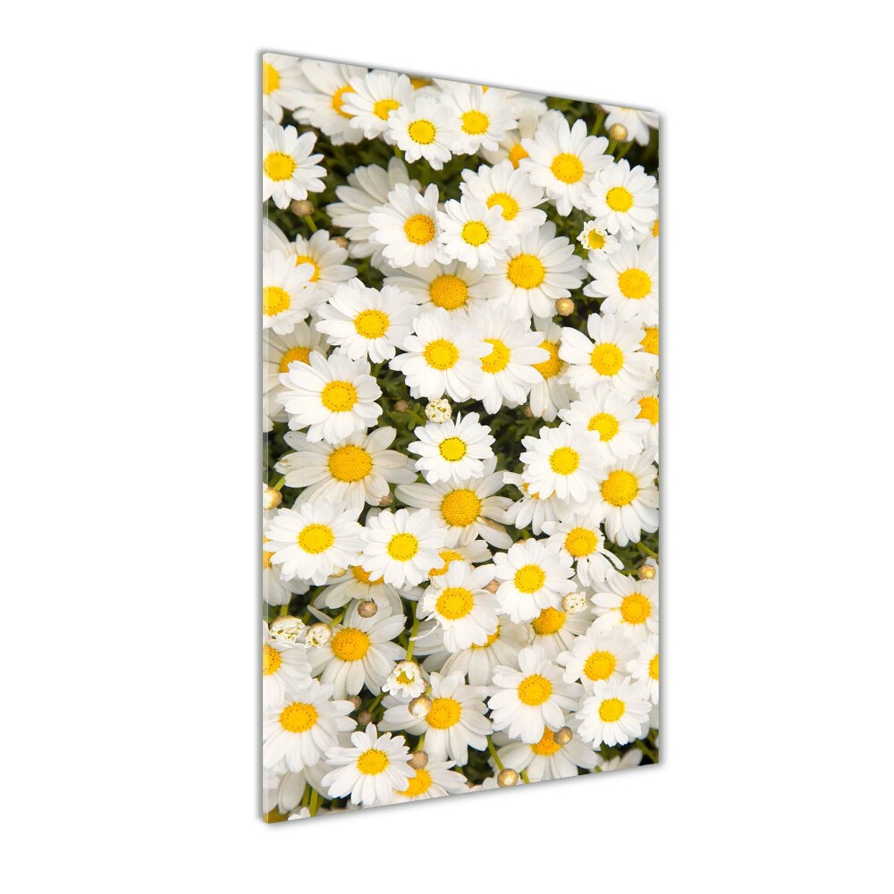 Tableau en acrylique Fleurs de marguerite