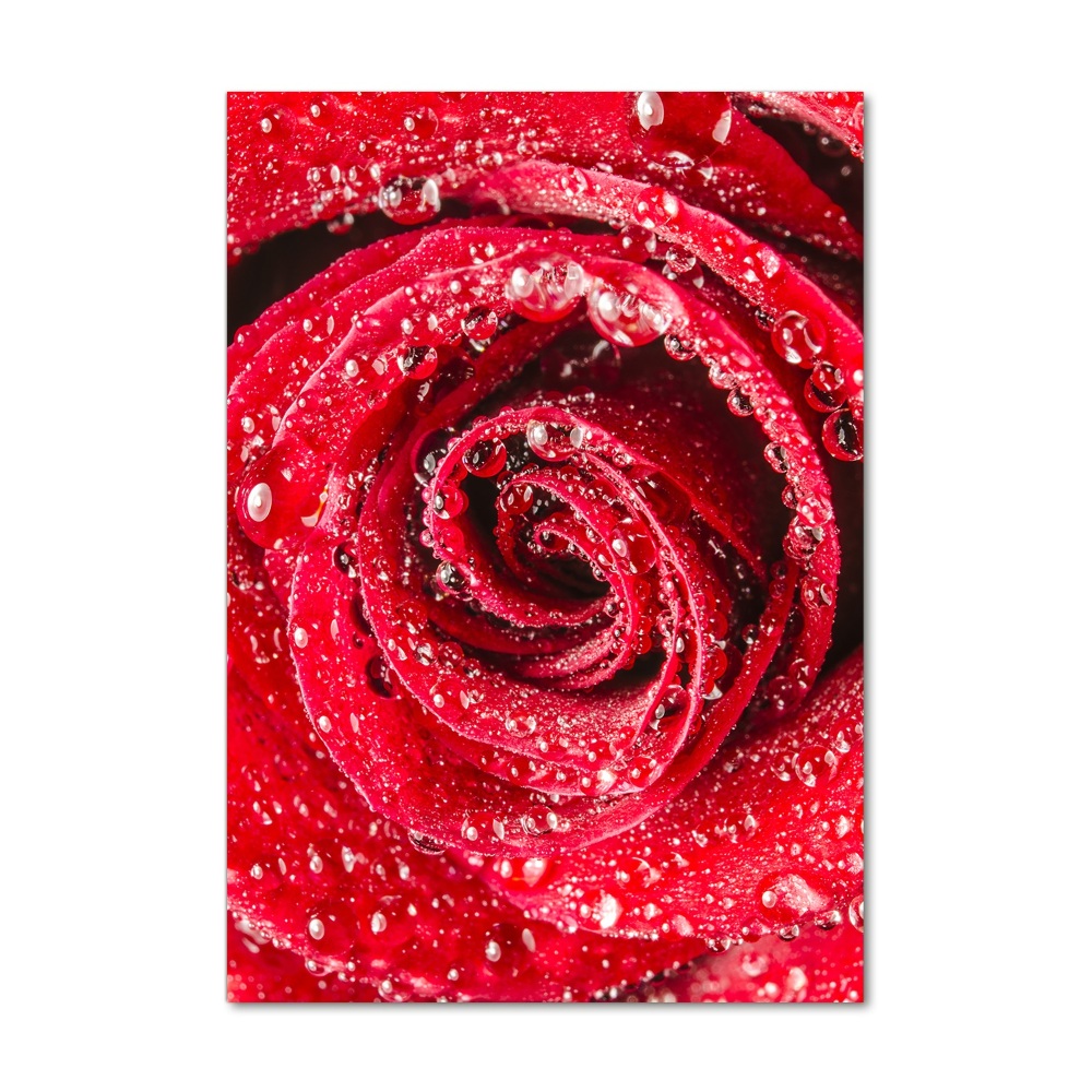 Tableau acrylique Rose rouge