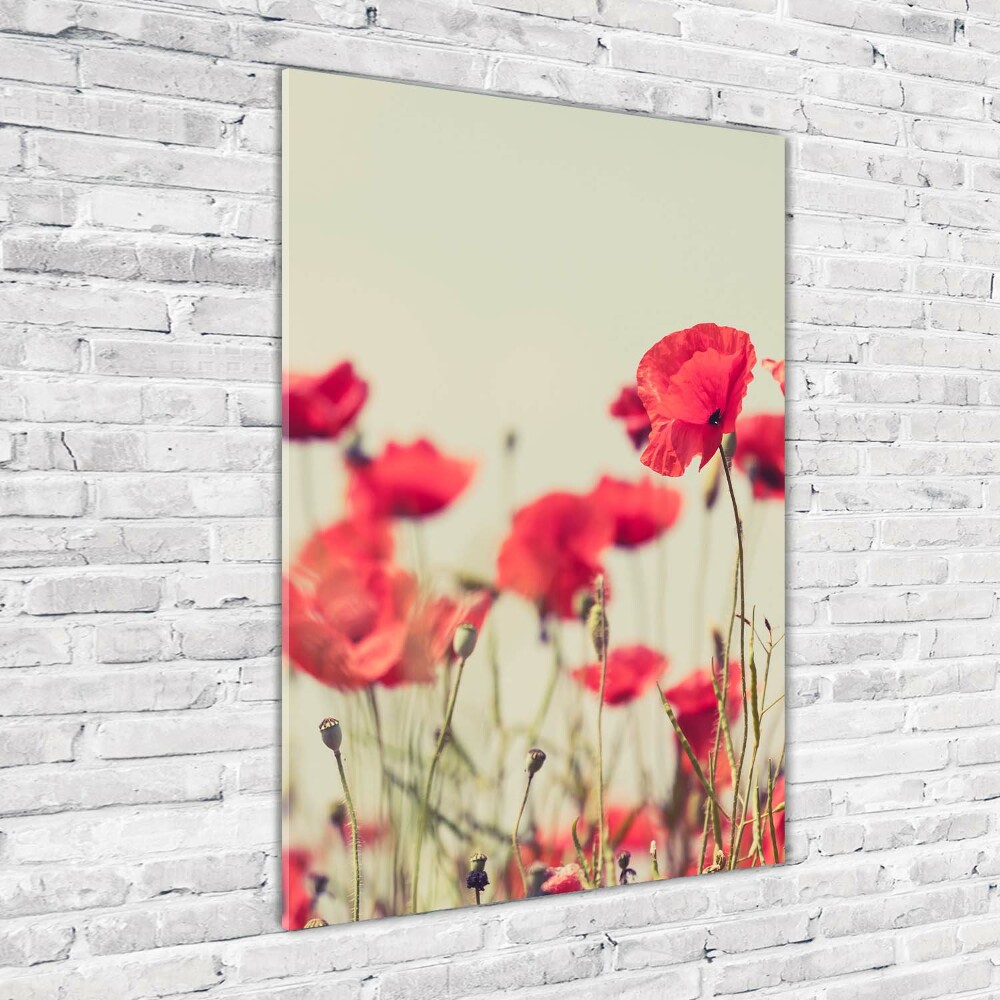 Tableau en acrylique Coquelicots rouges