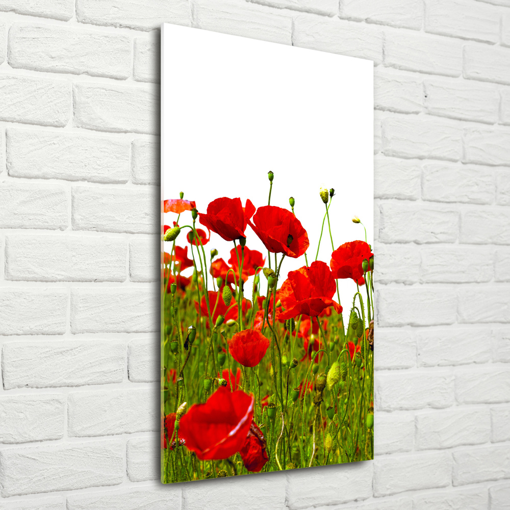 Tableau sur verre acrylique Champ de coquelicots