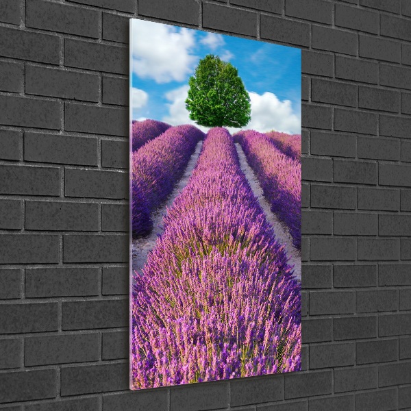 Tableau sur verre acrylique Champ de lavande violette