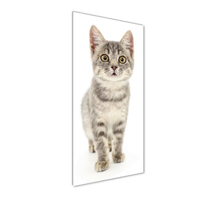 Tableau verre acrylique Chat gris