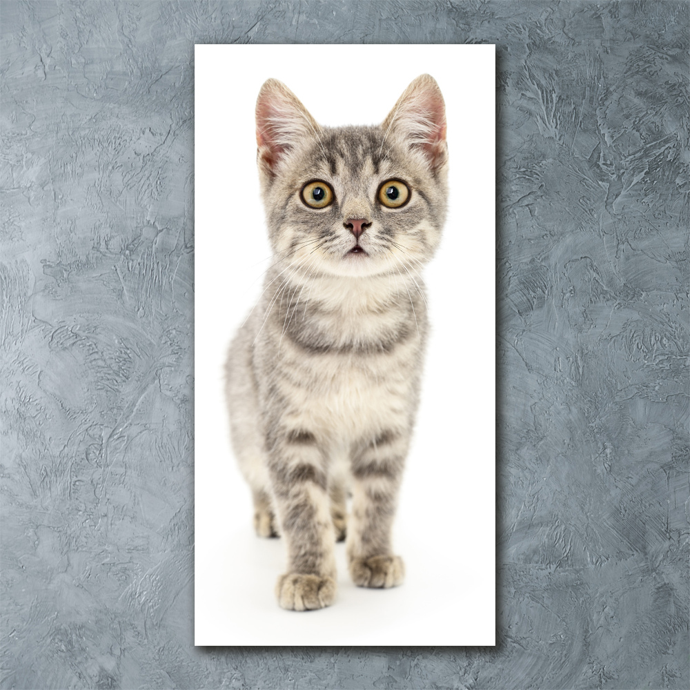 Tableau verre acrylique Chat gris