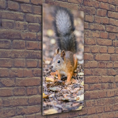 Tableau sur verre acrylique Écureuil dans la forêt