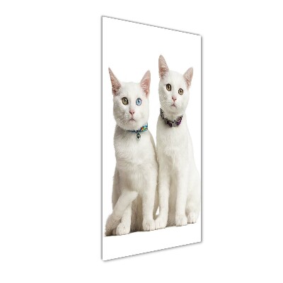 Tableau verre acrylique Deux chats blancs