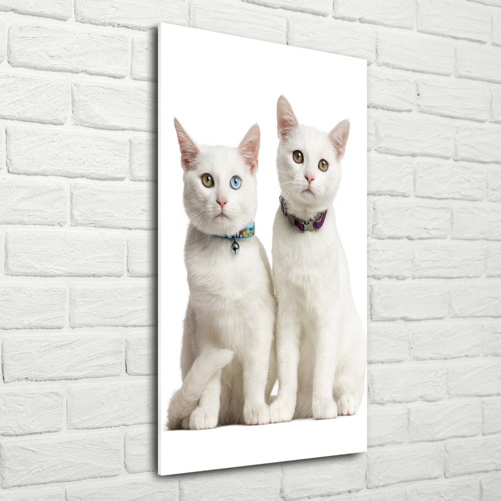 Tableau verre acrylique Deux chats blancs