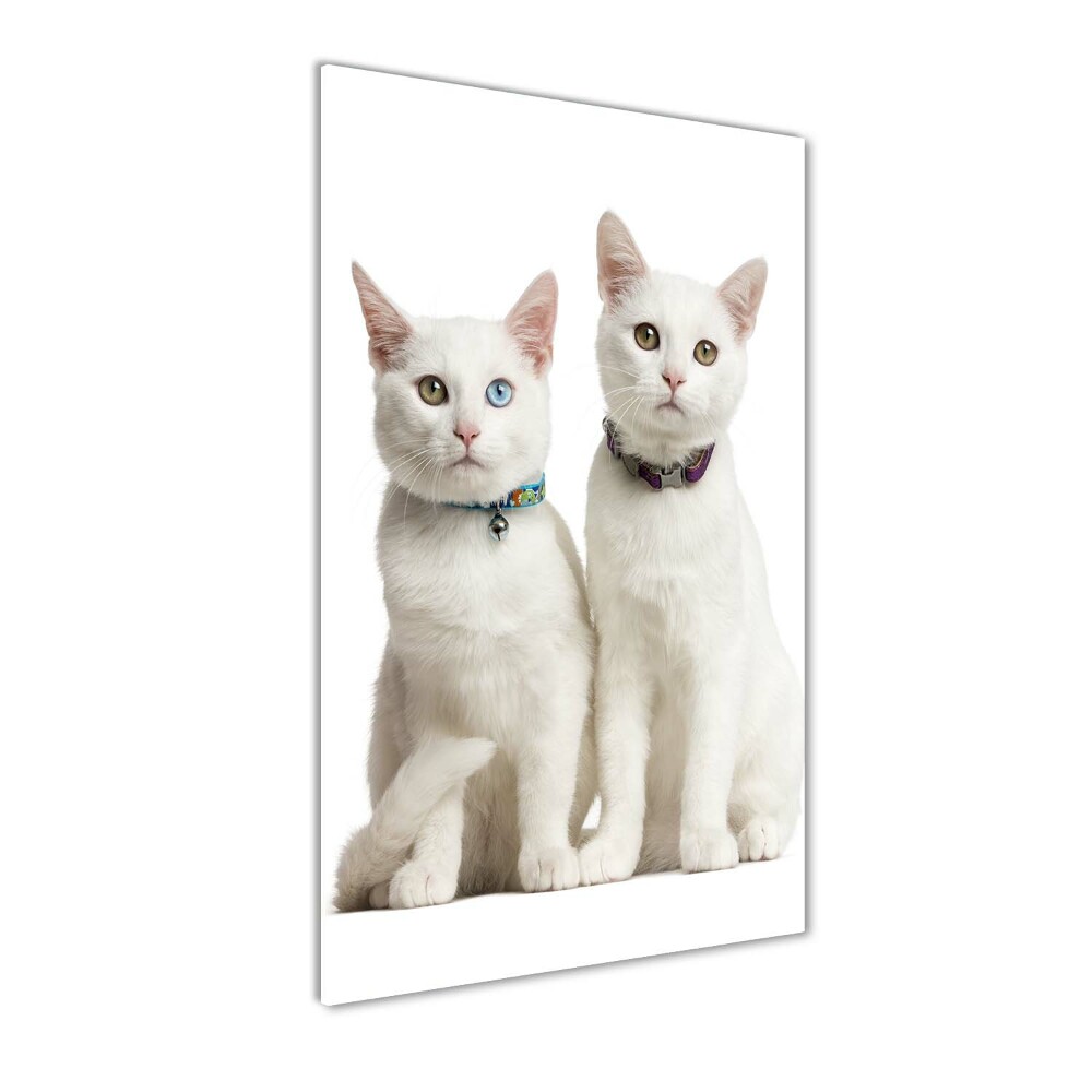 Tableau verre acrylique Deux chats blancs