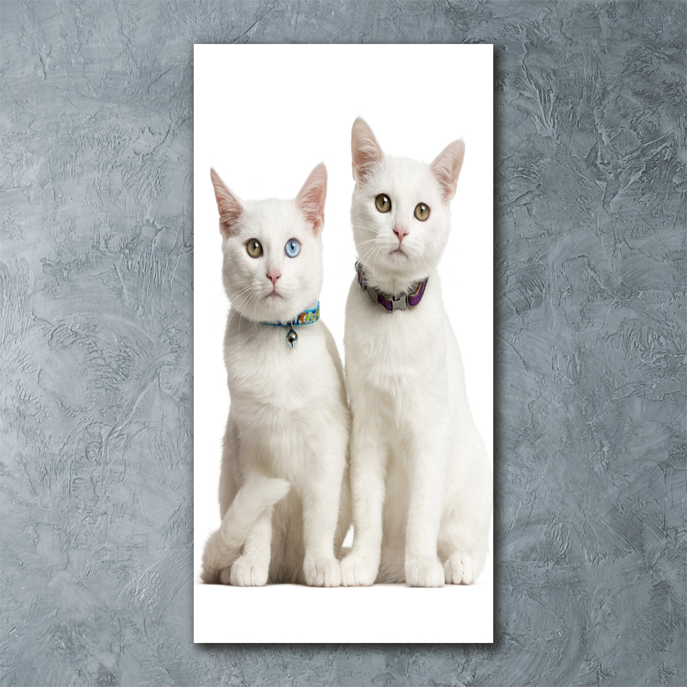 Tableau verre acrylique Deux chats blancs