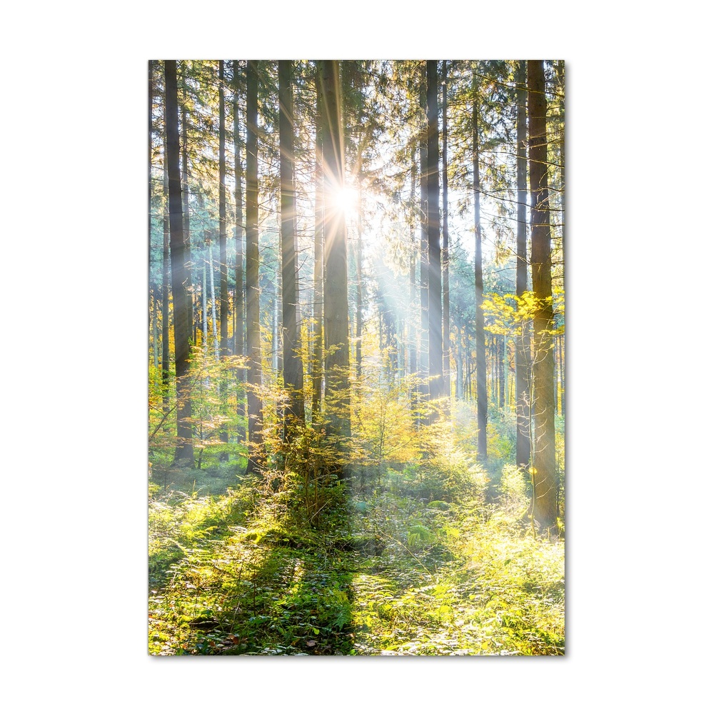 Tableau en acrylique Le soleil dans la forêt