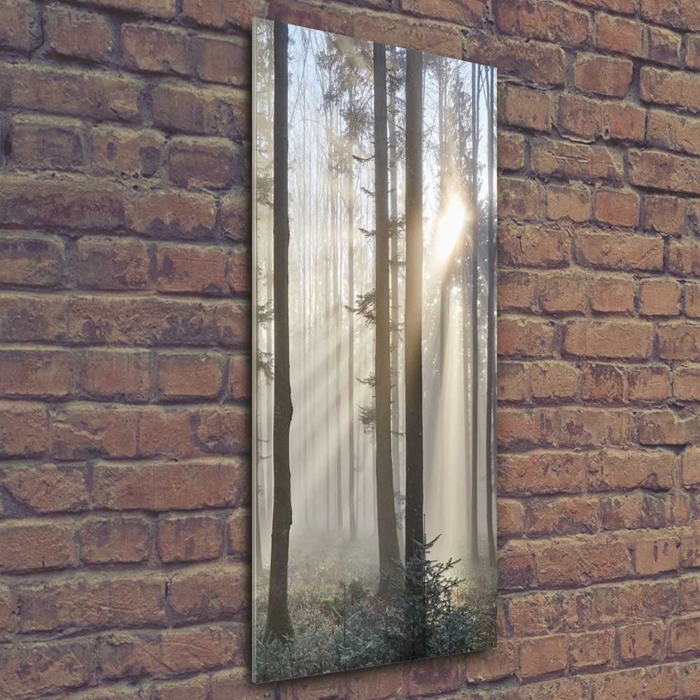 Tableau sur verre acrylique Brume dans la forêt