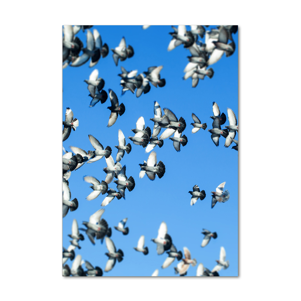 Tableau sur verre acrylique Pigeons dans le ciel