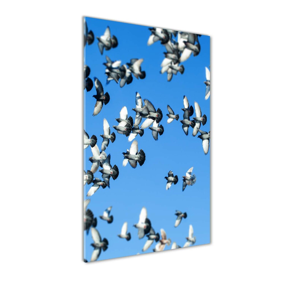 Tableau sur verre acrylique Pigeons dans le ciel