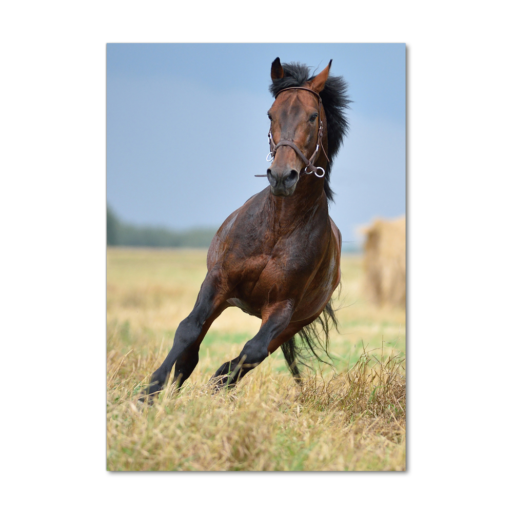 Tableau acrylique Cheval dans un champ