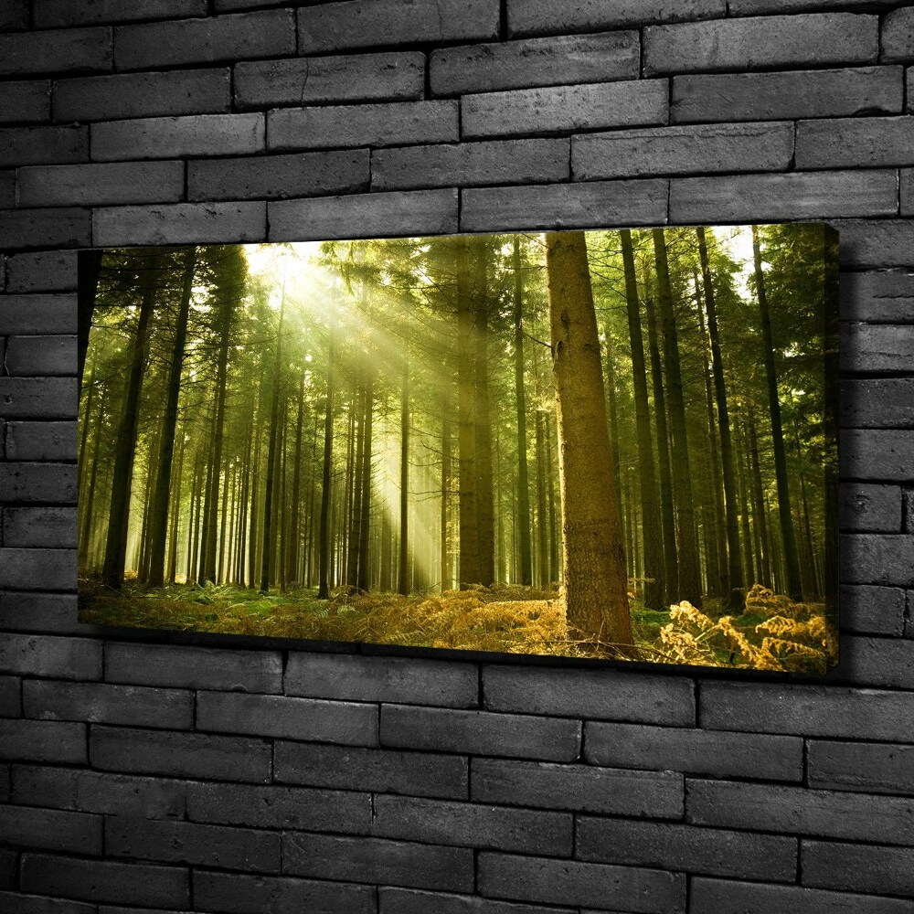 Tableau mural sur toile Forêt de pins