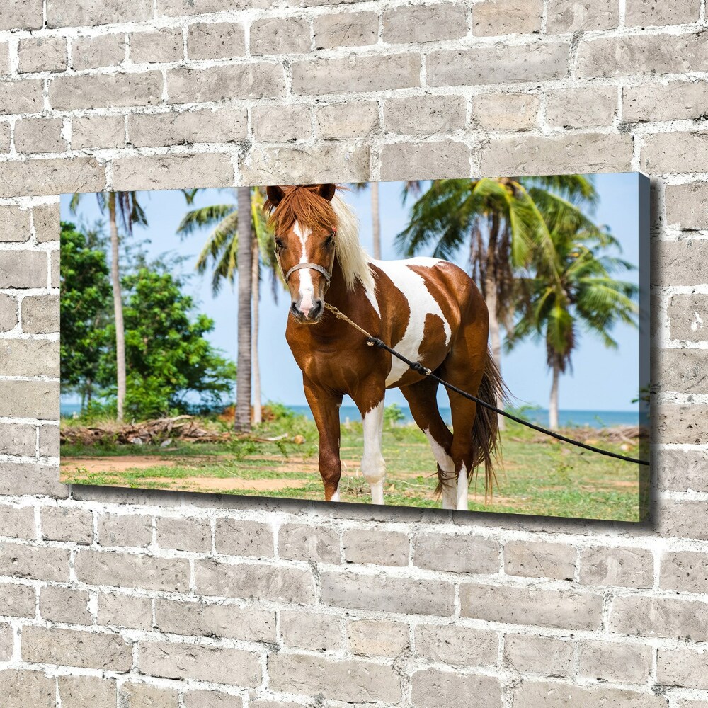 Tableau imprimé sur toile Cheval latin